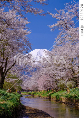 忍野八海　富士山と桜 40239128