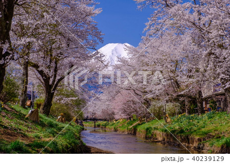 忍野八海　富士山と桜 40239129