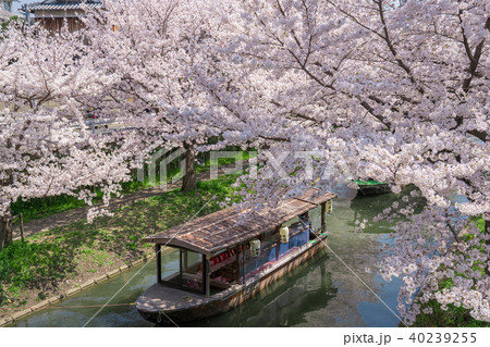 京都　伏見十石舟と桜 40239255