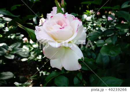 薔薇 40239266
