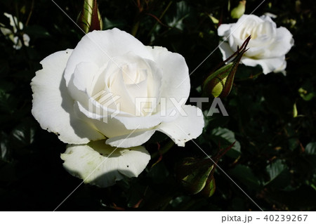 薔薇 40239267