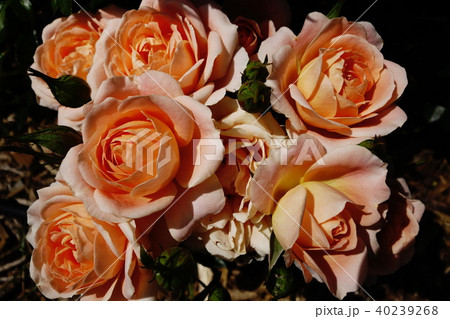 薔薇 40239268