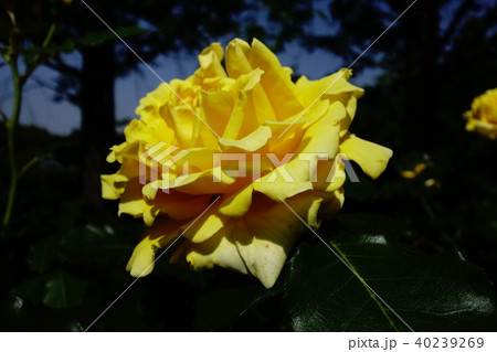 薔薇 40239269