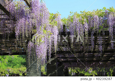 舞鶴公園の藤 40239287
