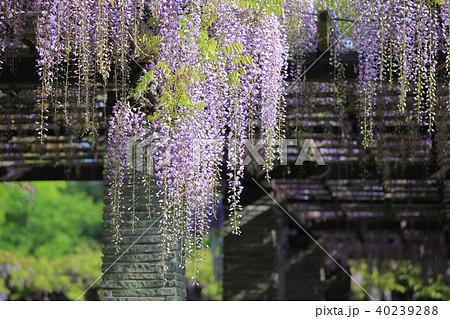 舞鶴公園の藤 40239288