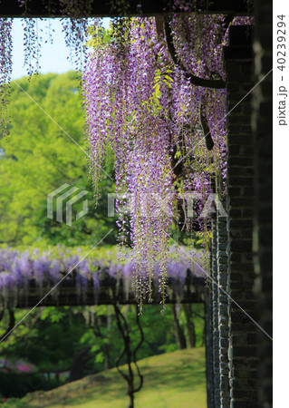 舞鶴公園の藤 舞鶴公園の藤 40239294