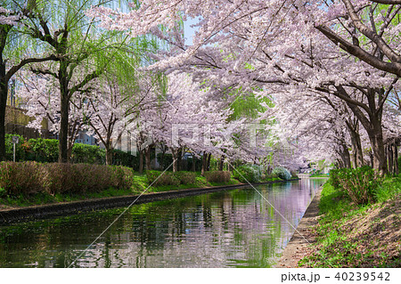 京都　伏見の桜 40239542