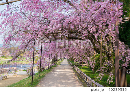 京都　半木の道の枝垂れ桜 40239556