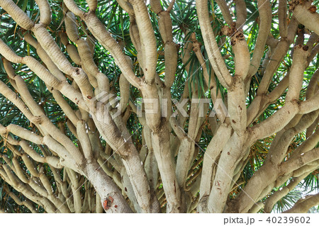 tree in the Park Rothschild 40239602