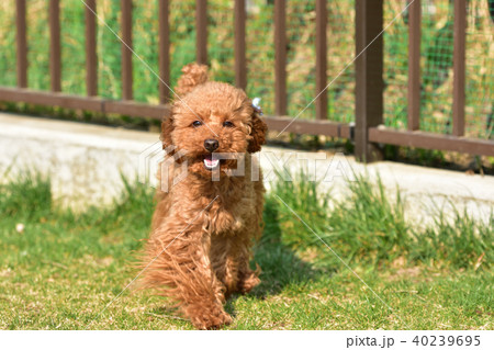 ドッグランのトイプードル1 40239695