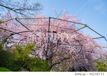 京都　退蔵院の枝垂れ桜 40239713