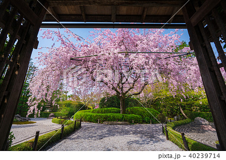 京都　退蔵院の枝垂れ桜 40239714