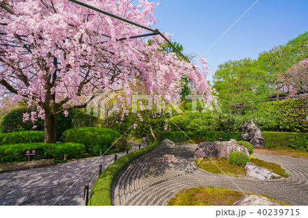 京都　退蔵院の枝垂れ桜 40239715