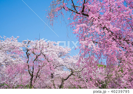 京都府立植物園の桜の写真素材