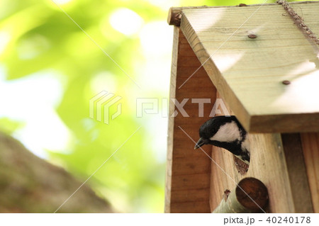 シジュウカラ 40240178