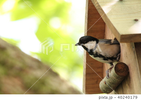 シジュウカラ 40240179