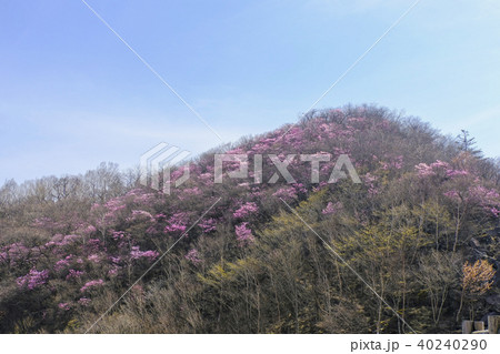 花盛りの篭山 40240290