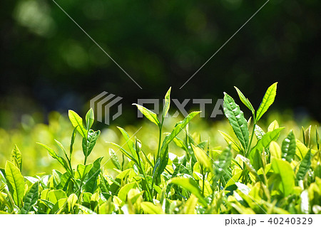 茶畑 茶畑 40240329