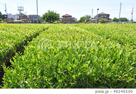 茶畑 茶畑 40240330