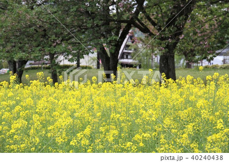 神奈川県秦野市 秦野戸川公園 菜の花畑の写真素材