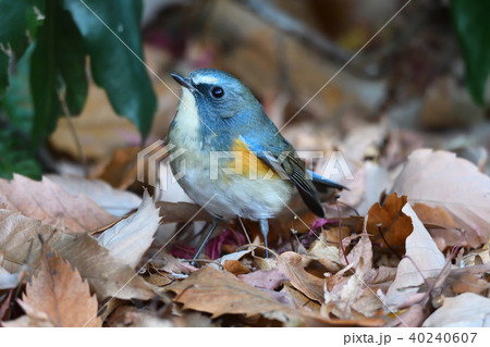 薬師池公園の野鳥 薬師池公園の野鳥 40240607
