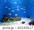 水槽の中を泳ぐ魚 40240617