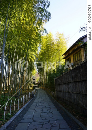 修善寺温泉　竹林の小径 40240708