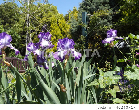 青紫と空色の大きな花はジャーマンアイリスの花の写真素材