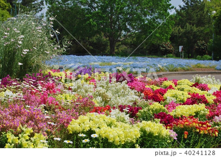 色とりどりのキンギョソウとネモフィラ 40241128