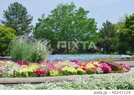 色とりどりのキンギョソウとネモフィラ 40241129