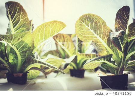 farmer observing growth vegetable 40241156
