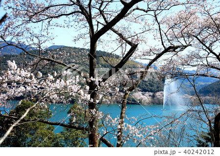 市房ダムの桜 40242012