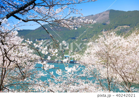 市房ダムの桜 40242021