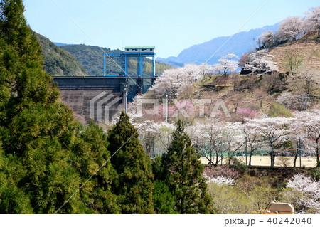 市房ダムの桜 40242040