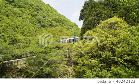 新緑の妙見の森ケーブル　ときめき号　能勢電　兵庫県川西市黒川 40242122