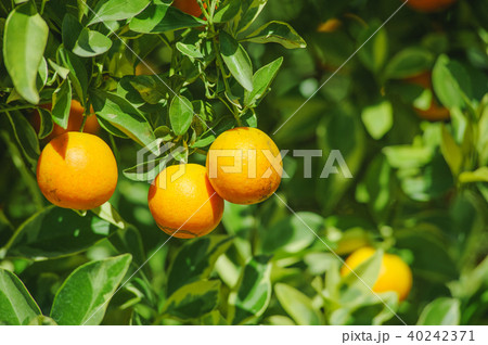 fresh orange orchard 40242371