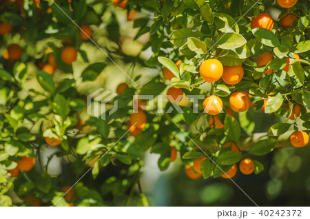 fresh orange orchard 40242372