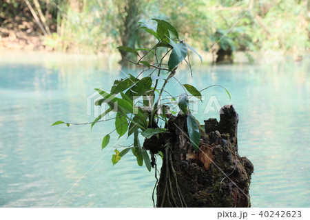 ラオス・ルアンパバーン ラオス・ルアンパバーン 40242623