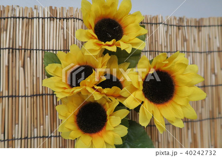 ひまわり ひまわり 40242732