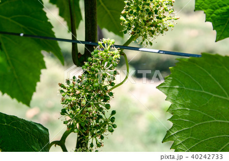 コネチカットのワイナリーのブドウ畑 コネチカットのワイナリーのブドウ畑 40242733