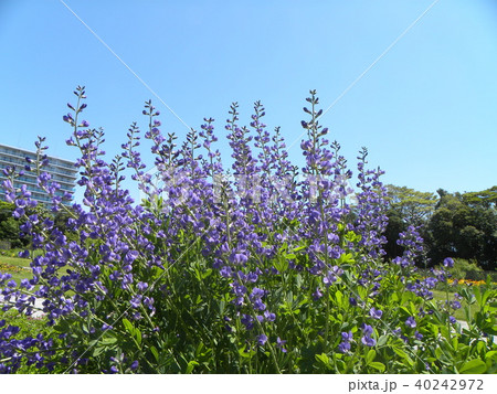 ムラサキセンダイハギの青紫色の綺麗な花の写真素材