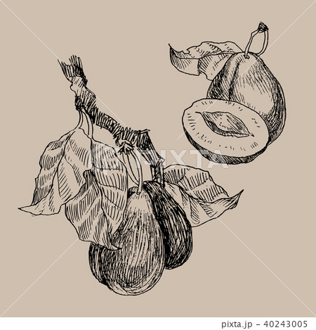 Set of garden fruits engraving style. Isolated on background. Retro style hand drawn illustration 40243005