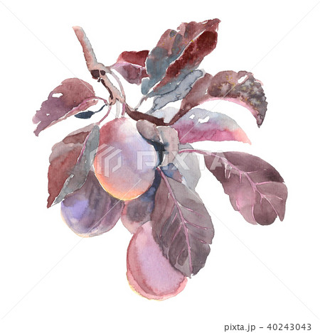 Watercolor fruit plum branch isolated on white background. Hand drawn painting Watercolor fruit plum branch isolated on white background. Hand drawn painting 40243043