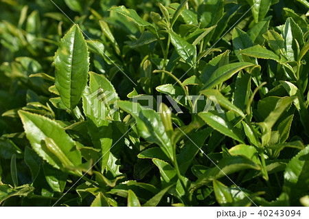 茶葉 茶葉 40243094