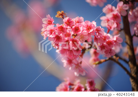 beauty pink cherry blossom sakura branch beauty pink cherry blossom sakura branch 40243148