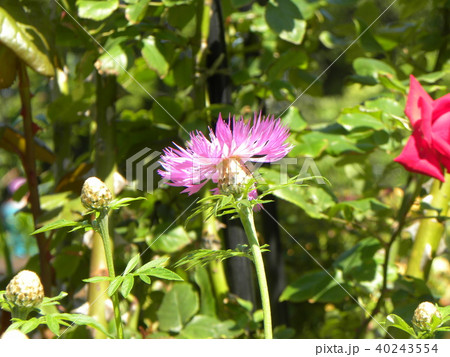 セントーレの一種の桃色の花 40243554