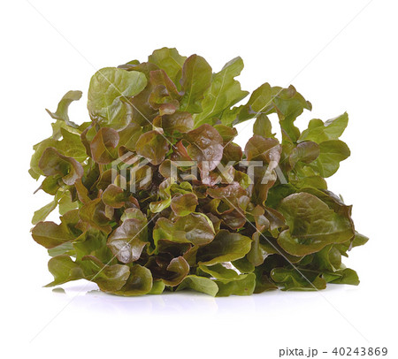 Fresh  lettuce leaves isolated on white background 40243869