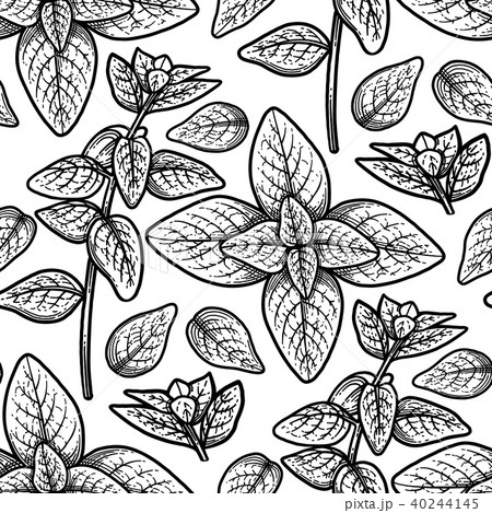 Graphic oregano pattern 40244145