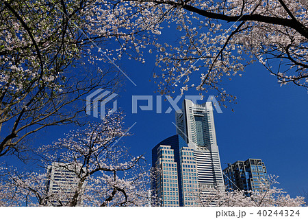 神奈川県横浜市 掃部山公園 桜 みなとみらいの写真素材