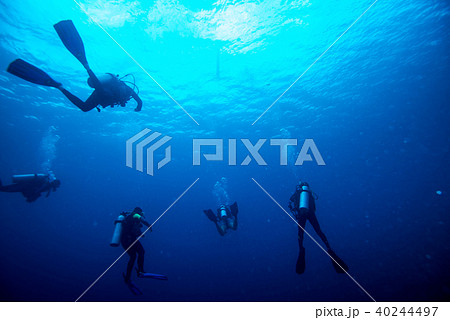 パラオの海底を行くダイバーのシルエット 40244497